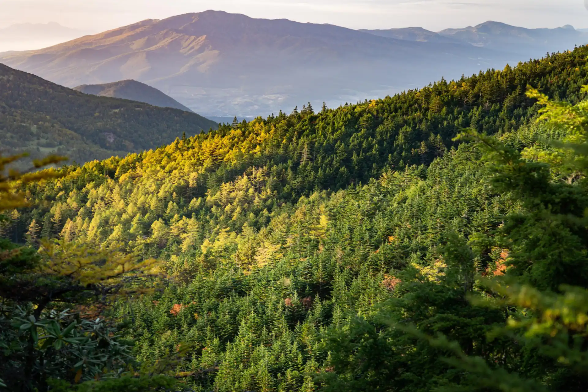 Aerial view of lush forest canopy representing environmental commitment